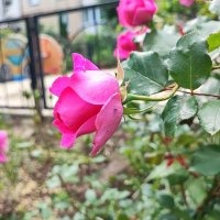 ,,, :: Сергей Тимоновский