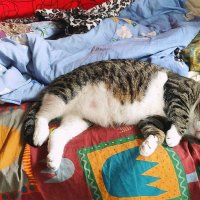 сладко спится в деревне... :: Любовь 