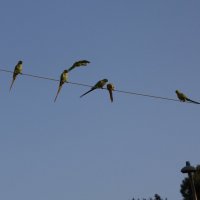 Стайка женихов и одна невеста :: Аркадий Басович