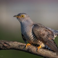 Кукухин портрет :: Александр К. Кукухин портрет :: Александр К.