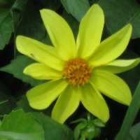 Георгин Мигнон :: Дмитрий Никитин