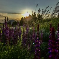 Закат в парке. :: Любовь 