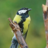 в мокрый день ... :: Andrey Bragin 