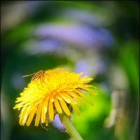 Золото весны :: Серый 