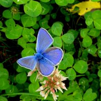 опять про бабочек 14 :: Александр Прокудин опять про бабочек 14 :: Александр Прокудин