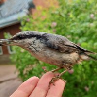 Поползень :: Сапсан 