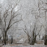 Морозное утро :: Константин Бобинский