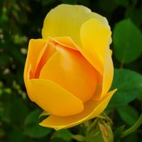 Городские цветы :: Милешкин Владимир Алексеевич 