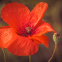 *** :: Виктор Иванович Чернюк