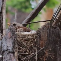 На гнезде :: Любовь Сахарова