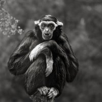 Гиббон :: SanSan 