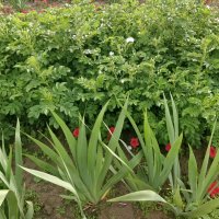 Городские цветы... :: Андрей Хлопонин