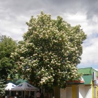 Мой родной город :: Роман Савоцкий