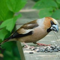 Дубонос :: Лина 