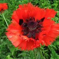 Бахромчатый мак :: Людмила Смородинская