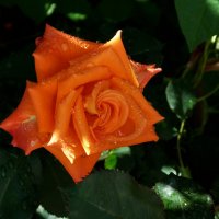 Роза оранж Квин :: Валентин Семчишин