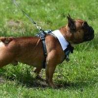 Москва. Парад французских бульдогов в усадьбе «Воронцово». :: Наташа ***** Москва. Парад французских бульдогов в усадьбе «Воронцово». :: Наташа *****