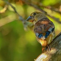 в тени безопасней ... :: Andrey Bragin 