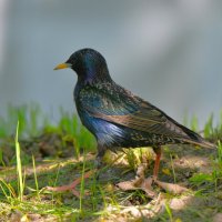 Скворец :: Константин Анисимов