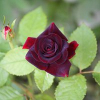 ... :: Константин Штарк