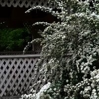 *** :: Валентина Береснева