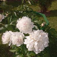 Пионы :: Елена Семигина