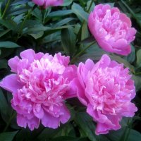 Пионы :: Елена Семигина