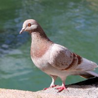 ЛЮБОПЫТНЫЙ ГОЛУБОК :: Елена Даньшина