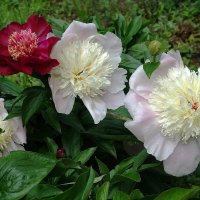 Пион :: Рита Симонова Пион :: Рита Симонова