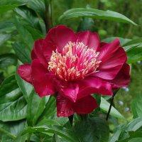 Пион :: Рита Симонова