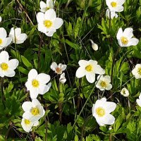 Вот и лето пришло :: Галина Минчук