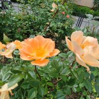 ,,, :: Сергей Тимоновский