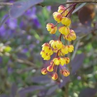 Барбарис :: Freddy 97