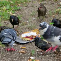 Птичий десерт :: Александр Чеботарь