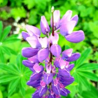 Люпин без верхушки :: светлана льдокова