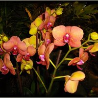 Орхидеи. :: Лия ☼