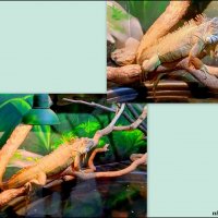 Аквариум в ростовском зоопарке :: Нина Бутко