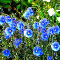 Ленок :: Ирина Олехнович