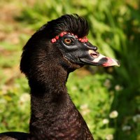 Про птичку :: Юрий. Шмаков