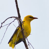 Иволга :: Владислав Иопек