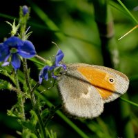 опять про бабочек 17 :: Александр Прокудин опять про бабочек 17 :: Александр Прокудин