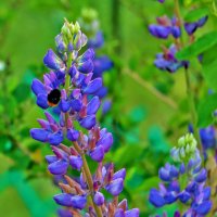 Люпин тоже вкусный... :: Светлана 