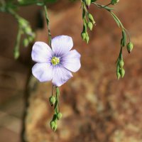 Цветы России :: Нэля Лысенко