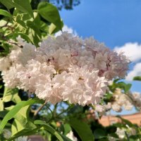 Сирень :: Сапсан 