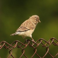 Овсянка :: Светлана 