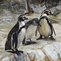 Пингвины :: <<< Наташа >>>