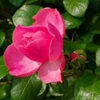 Городские цветы. :: Милешкин Владимир Алексеевич Городские цветы. :: Милешкин Владимир Алексеевич