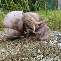 Ули-и-итки! :: Ирина Жигунова