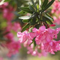 Олеандр. :: Оля Богданович