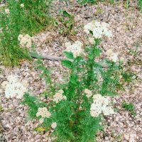 Лето :: Георгиевич 